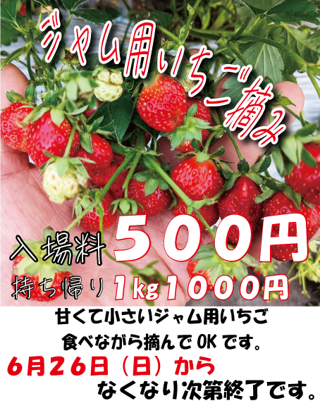 ファームキトラのイチゴ狩り 北海道の無農薬 減農薬米 道産野菜はファームキトラ